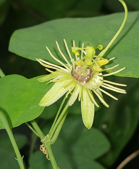 Yellow Passion flower