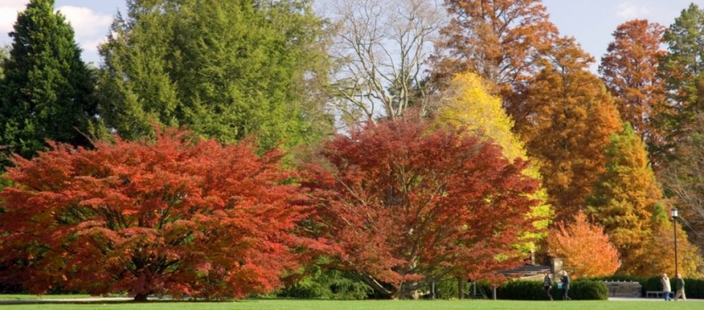 Deciduous trees and shrubs