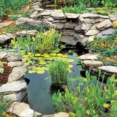 natural pond garden
