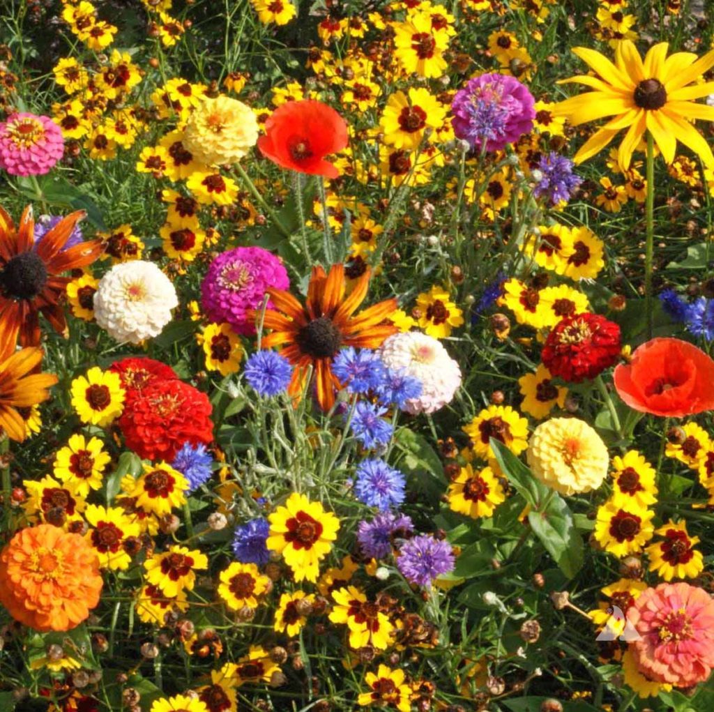 mixed-wildflowers