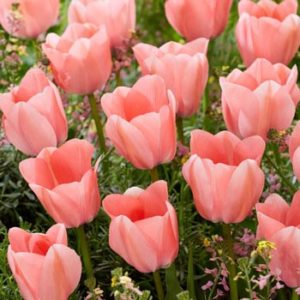 Bella Blush Tulip