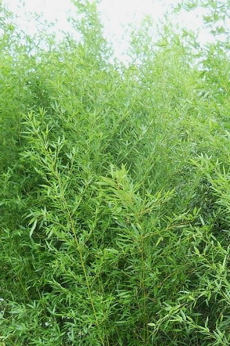 Bisset Bamboo Phyllostachys bissetii (23' Height)