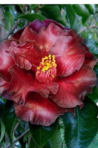 Black Magic Camellia Japonica 