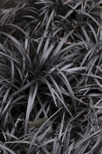 Black Mondo Grass Ophiopogon planiscapus 'Nigrescens' 