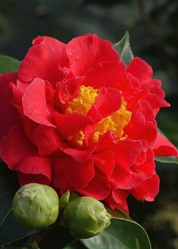 Blood of China Fragrant Red Camellia Japonica 