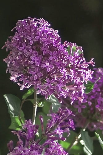 Bloomerang Dark Purple Lilac 