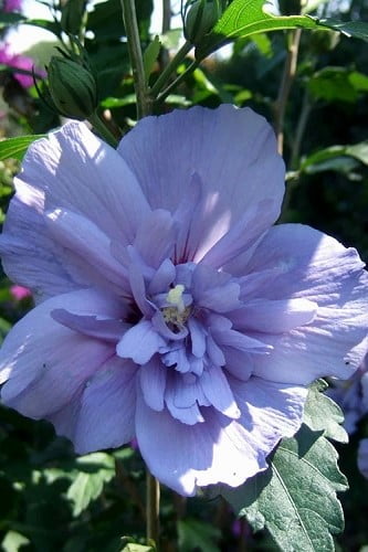 Blue Chiffon Rose of Sharon 