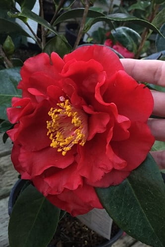 Bob Hope Camellia Japonica 