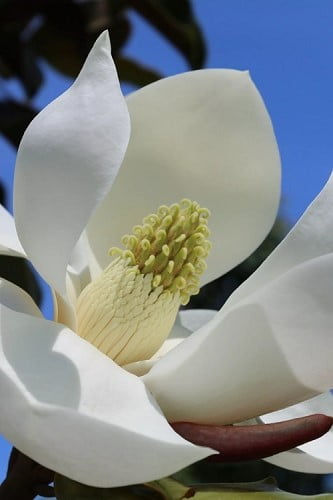 Brackens Brown Beauty Magnolia 