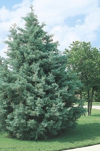 Carolina Sapphire Arizona Cypress 