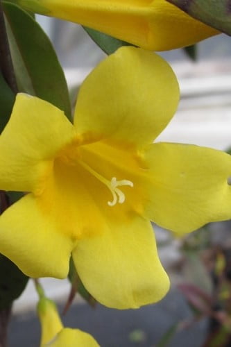 Carolina Yellow Jasmine (Jessamine) Gelsemium sempervirens 