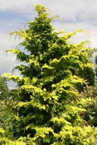 Crippsii Golden Hinoki Cypress 