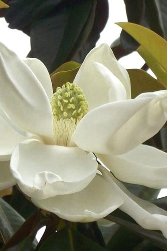 D. D. Blanchard Southern Magnolia 