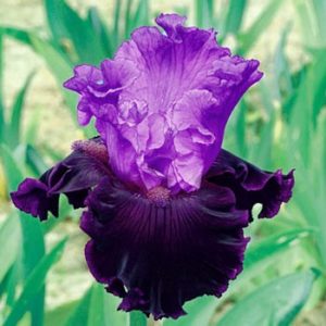 Dangerous Liaison Iris