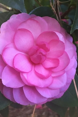 Early Autumn Camellia Japonica 