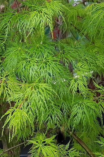 Emerald Lace Weeping Green Japanese Maple 