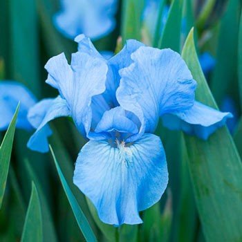 Forever Blue Dwarf Reblooming Bearded Iris