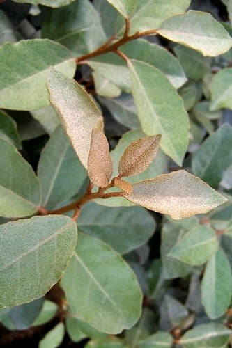 Fruitland Elaeagnus (Silverberry) 