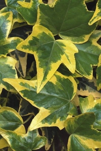 Gold Child Ivy (Hedera helix) 
