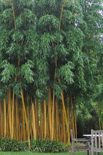Gold Vivax Giant Timber Bamboo (Green Stripe Bamboo) - Phyllostachys vivax 'Aureocaulis' 