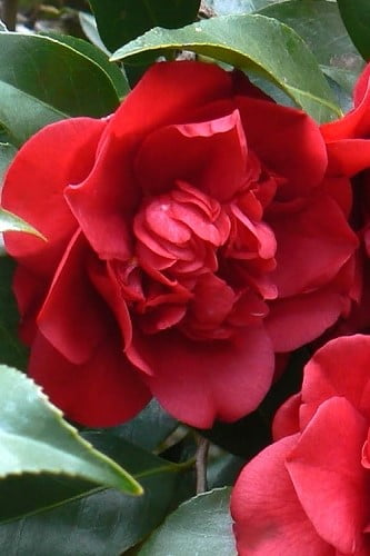 Governor Mouton Red Camellia Japonica 