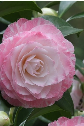 Grace Albritton Camellia Japonica 