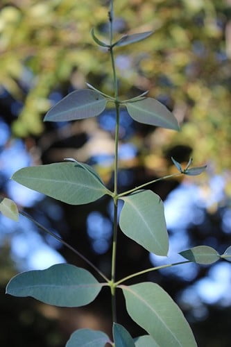 Grace Cold Hardy Eucalyptus Tree (Eucalyptus elliptica) 