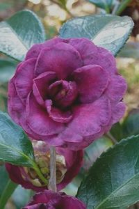 Dwarf Camellia Sasanqua
