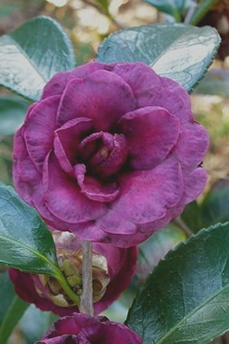 Green's Blues Dwarf Camellia Sasanqua