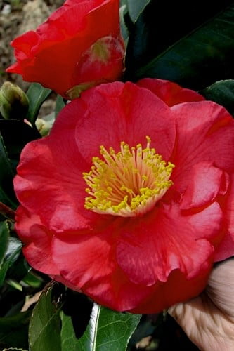 Gunsmoke Camellia Japonica 