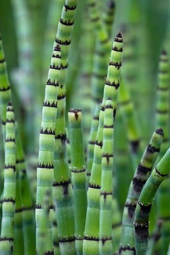Horsetail Reed Grass Equisetum hyemale 