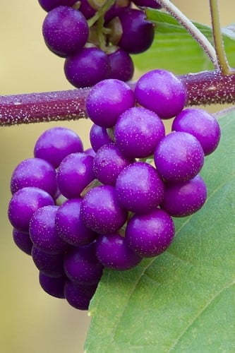 Issai Purple Japanese Beautyberry 