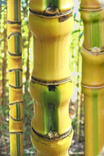 Koi Golden Bamboo Phyllostachys aurea 'Koi' 