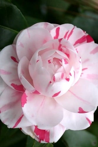 LA Peppermint Camellia Japonica 
