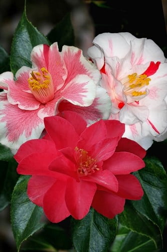 Lady Vansittart Multicolor Camellia Japonica 