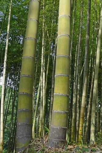 Moso Giant Bamboo Phyllostachys edulis 'Moso' 