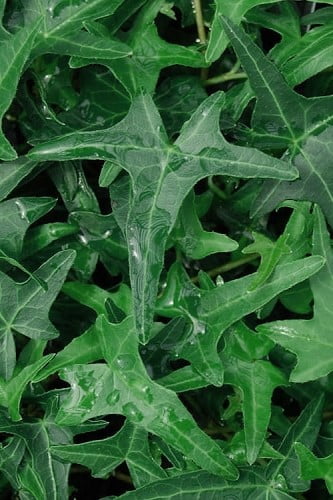 Needlepoint Ivy (Hedera helix) 