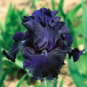 Obsidian Iris