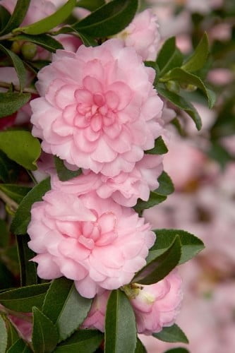 October Magic Pink Perplexion Camellia 