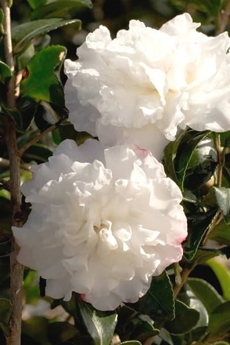October Magic Snow Camellia 