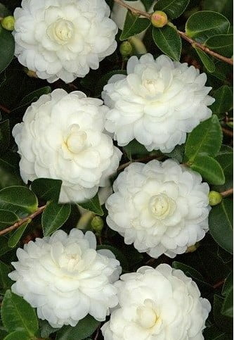October Magic White Shishi Gashira Dwarf Camellia Sasanqua