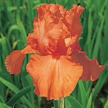 Orange Harvest Reblooming Bearded Iris 
