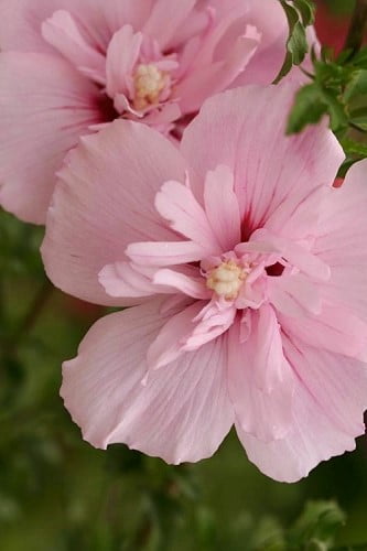Pink Chiffon Rose of Sharon Hibiscus syriacus 