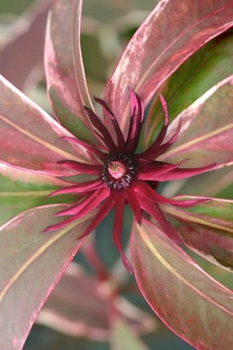 Pink Frost Florida Anise Illicium floridanum 