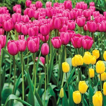 Pink Impression Tulip 