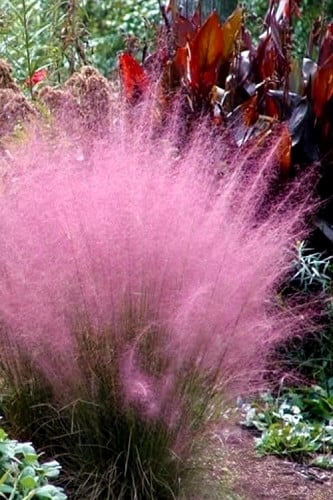 Pink Muhly Grass Cotton Candy Grass