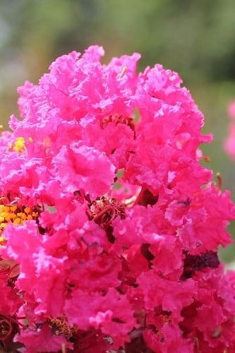 Pink Velour Crape Myrtle Tree 
