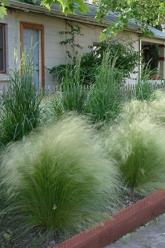 Pony Tails Mexican Feather Grass Stipa tennuissima 