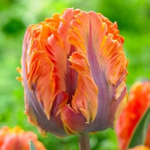 Princess Irene Parrot Tulip