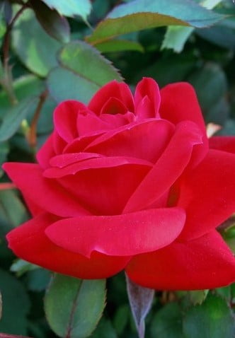 Red Double Knock Out Rose 